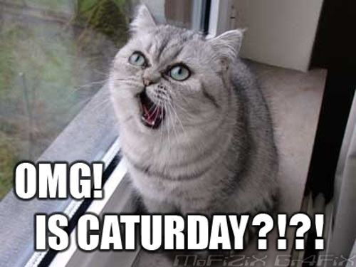 Obrázek A - caturday 2