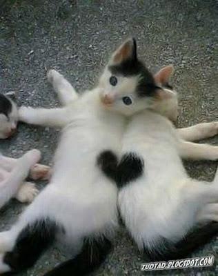 Obrázek A - kitten heart