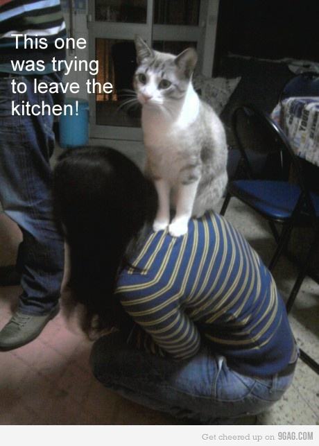 Obrázek A - kitty kitchen guard