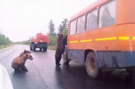 Obrázek A Bus Is The Equivalent Of A Bears Lunchbox