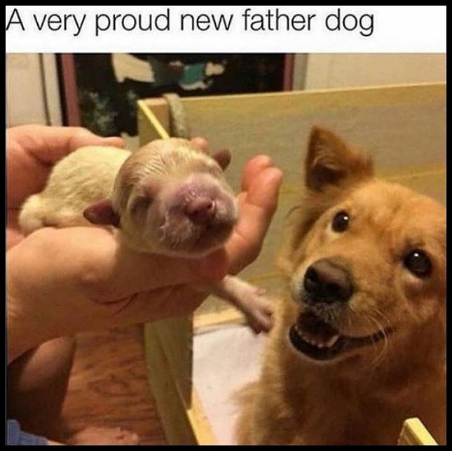 Obrázek A Very Proud New Father Dog