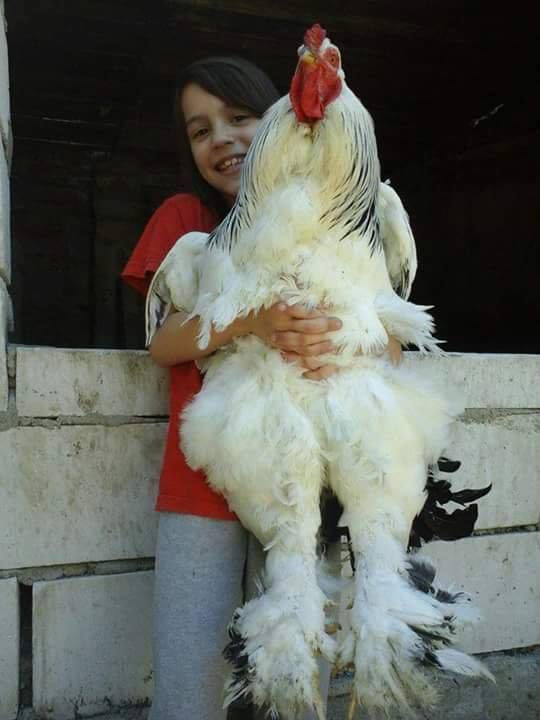 Obrázek A girl with a giant cock presne podle pravidel roumingu