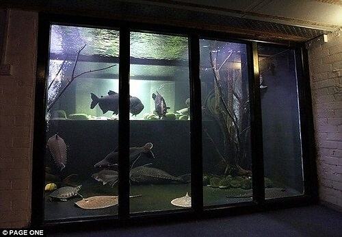 Obrázek A huge Aquarium in his House