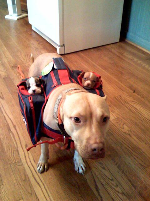 Obrázek A momma pitbull carrying her babies 18-01-2012