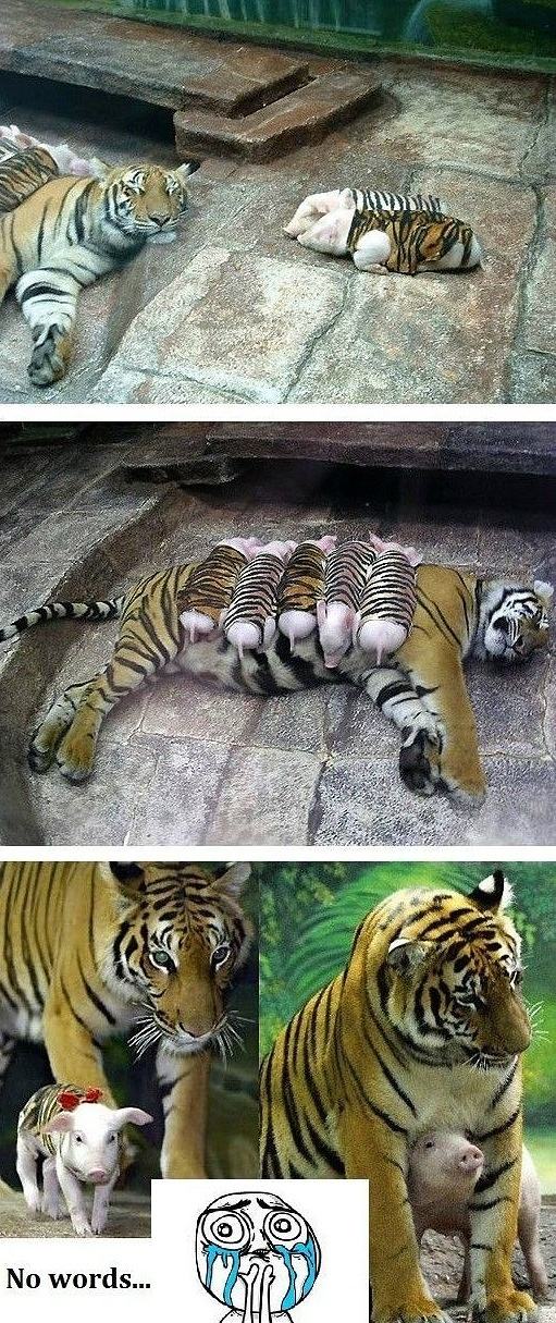 Obrázek A tiger mother