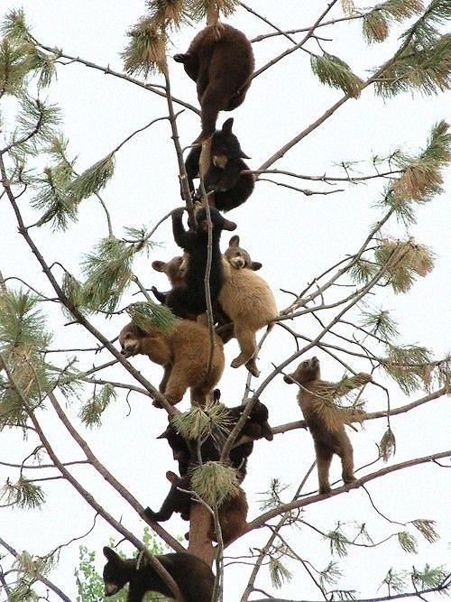 Obrázek A tree full of baby bears 18-01-2012