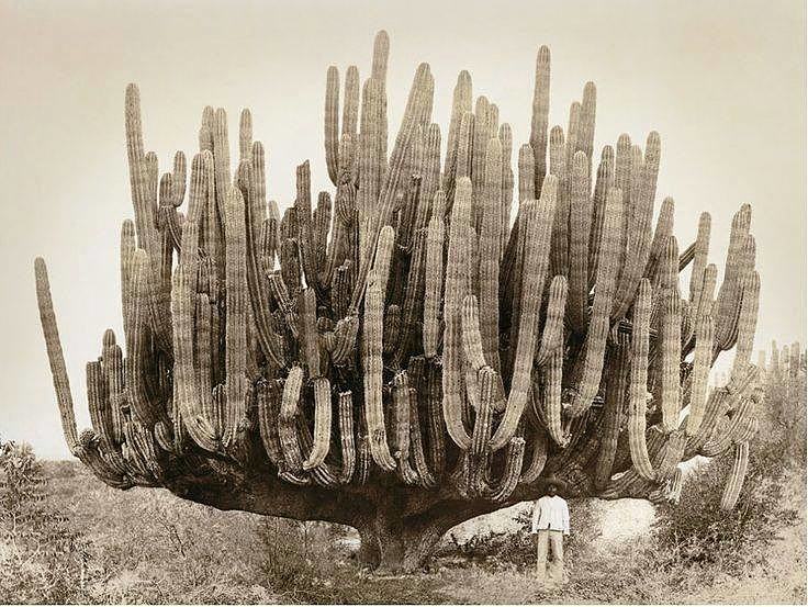Obrázek A very large organ pipe cactus in Baja California 1895