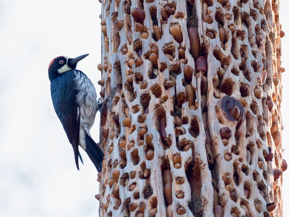 Obrázek Acorn woodpecker storing food for the winter
