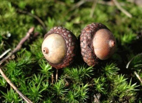 Obrázek Acorns