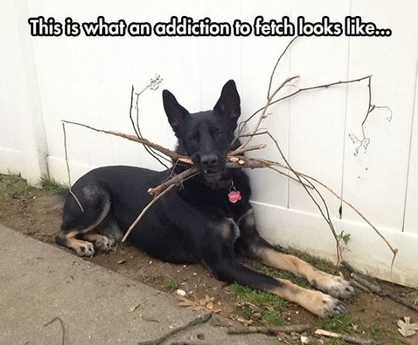 Obrázek Addicted To Fetch