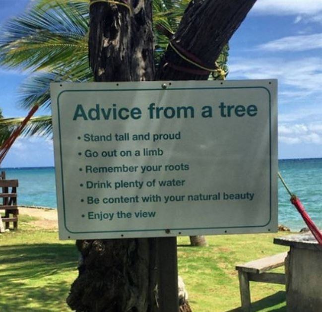 Obrázek Advice From A Tree