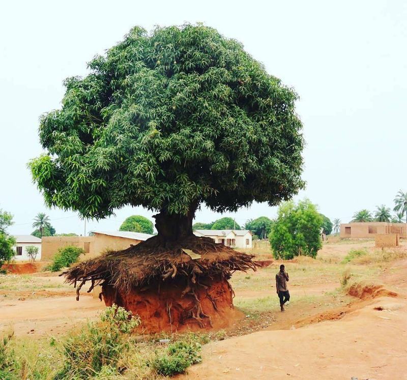 Obrázek AfricaTree