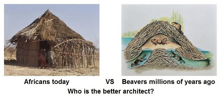 Obrázek Africans Vs. Beavers