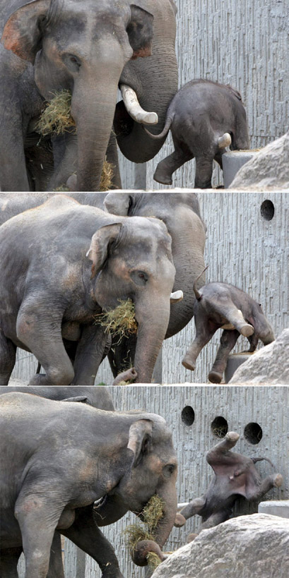 Obrázek Aint Easy To Be Elefant Baby