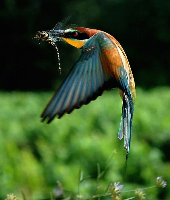 Obrázek Air hunter