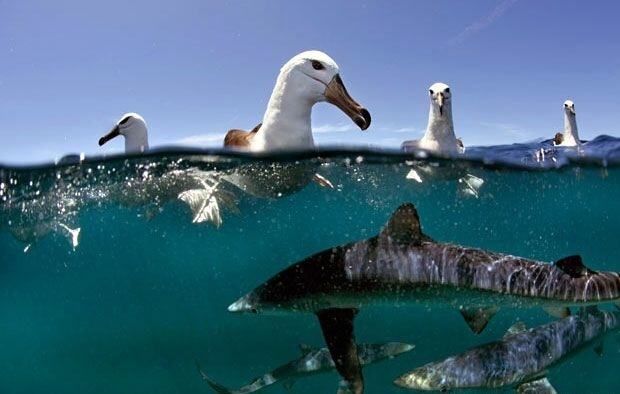Obrázek Albatrosses above dozens of hungry sharks