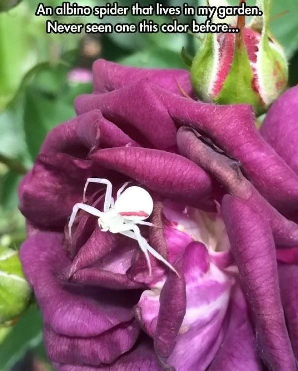 Obrázek Albino Spider