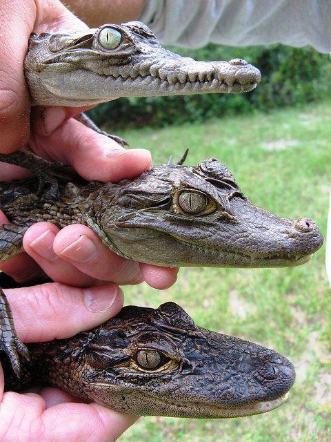 Obrázek Aligator krokodyl kajman