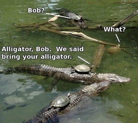 Obrázek Alligator Bob - 21-05-2012