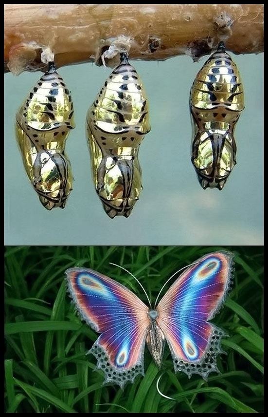 Obrázek Amazing-golden-cocoon-Butterfly
