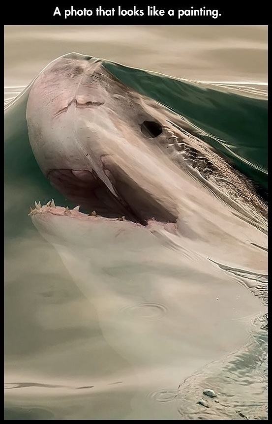 Obrázek Amazing-shark-picture