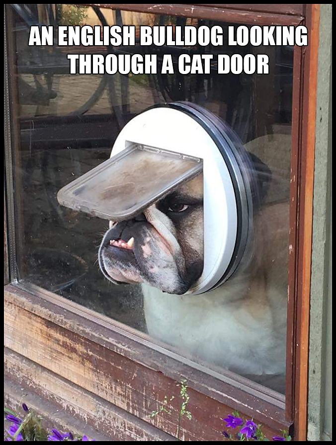 Obrázek An English Bulldog Looking Through a Cat Door