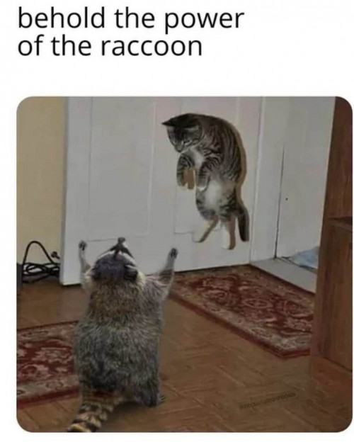 Obrázek Animal&nbsp;Levitation