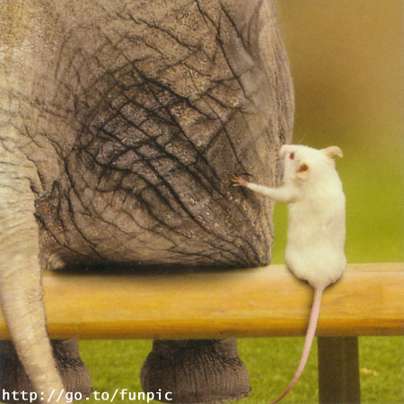 Obrázek Animal mouse and elephant