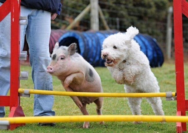 Obrázek Animal time trial