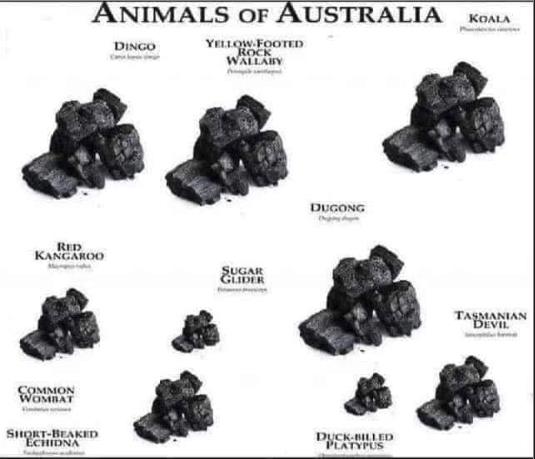 Obrázek Animals of Australia