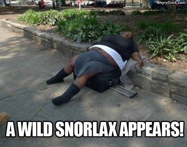 Obrázek Another Wild Snorlax 02-01-2012
