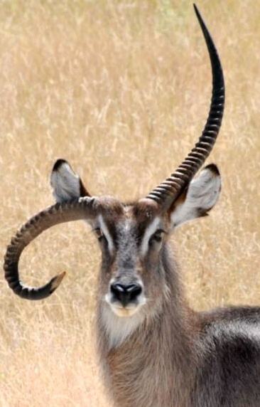 Obrázek Antelope