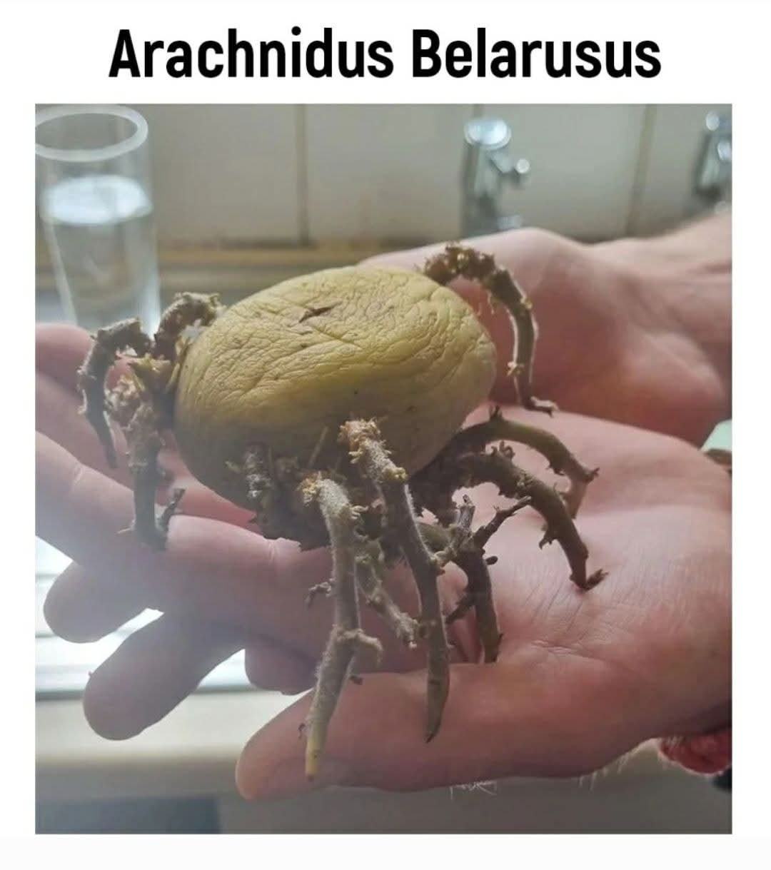 Obrázek Arachnidus Belarus 