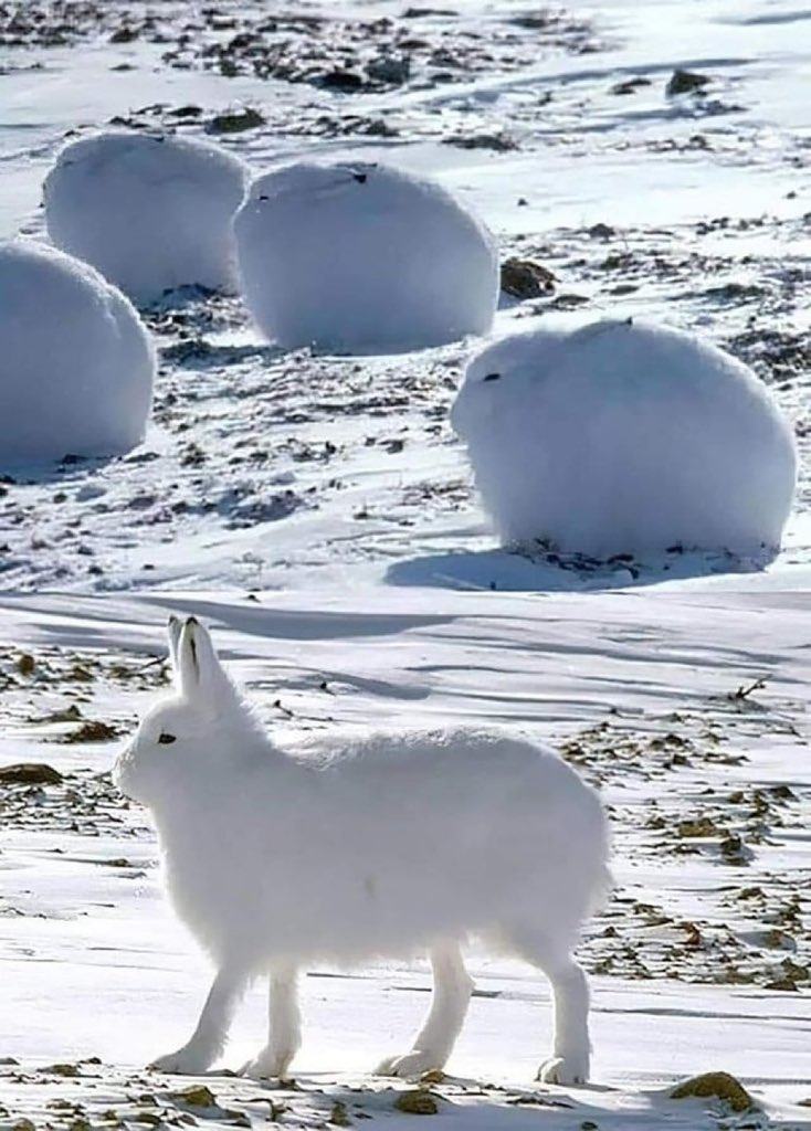 Obrázek Arctic hares