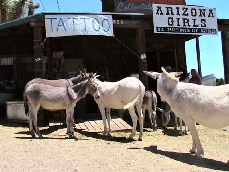 Obrázek Arizona girls tattoo