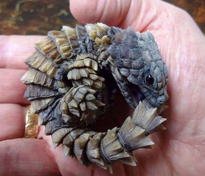 Obrázek Armadillo-girdled-lizard-looks-just-like-a-baby-dragon
