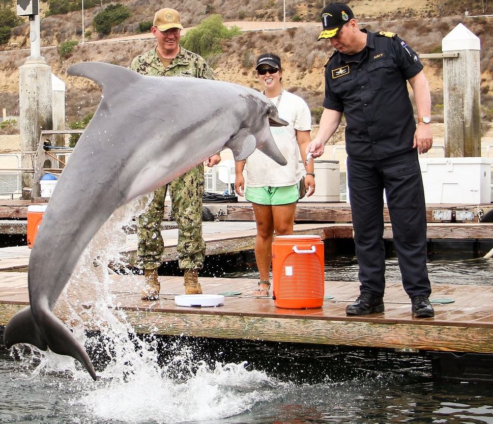 Obrázek Armady a navy trenuje delfine