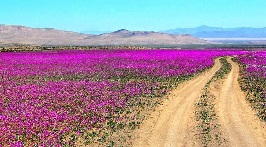 Obrázek Atacama neni poust