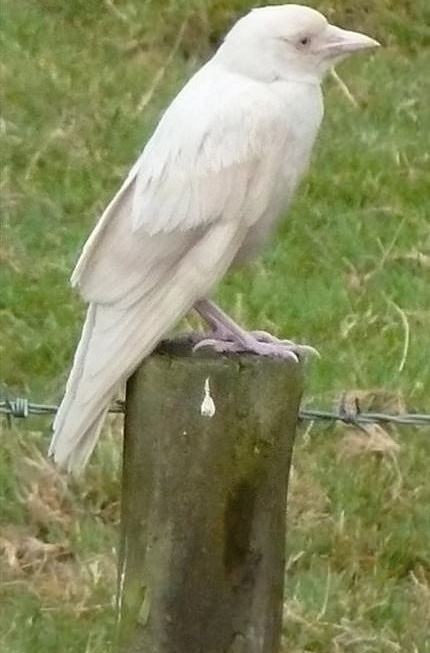 Obrázek Awesome-Albino-crow