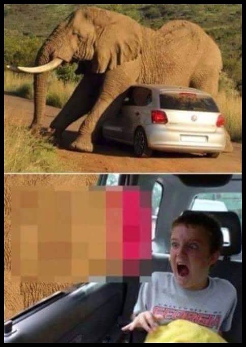 Obrázek Awkward elephant encounter