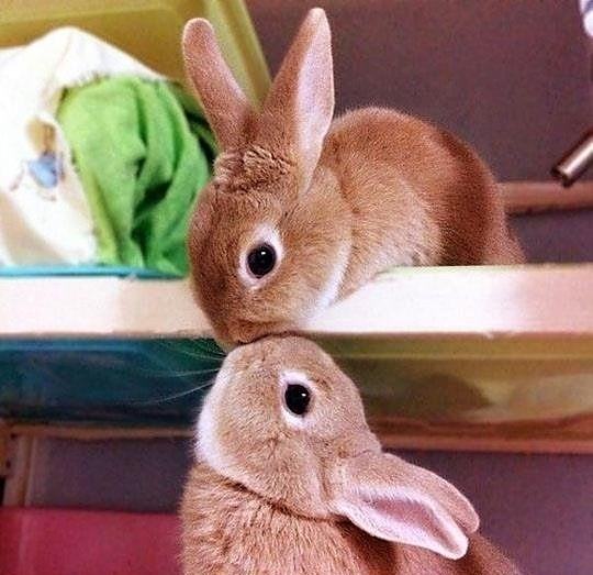 Obrázek Aww another bunny kiss - 28-05-2012