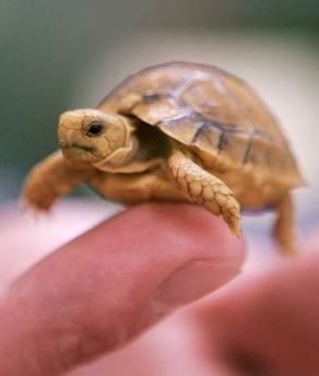 Obrázek Baby-Turtle