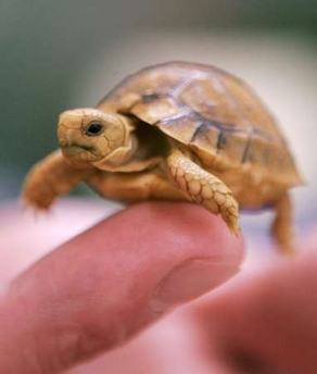 Obrázek Baby-Turtle