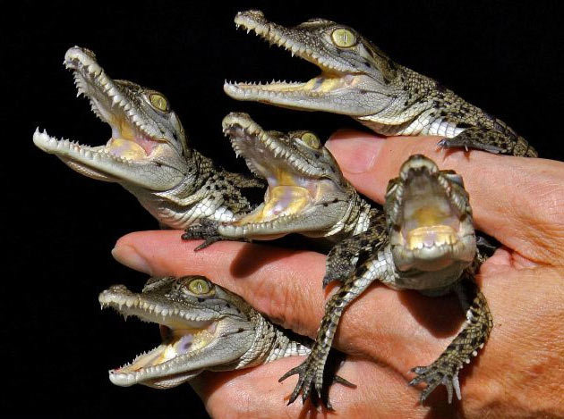 Obrázek BabyCrocks