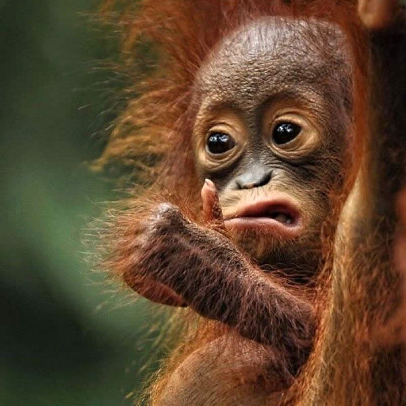 Obrázek Baby Orangutan Gives Thumbs-Up