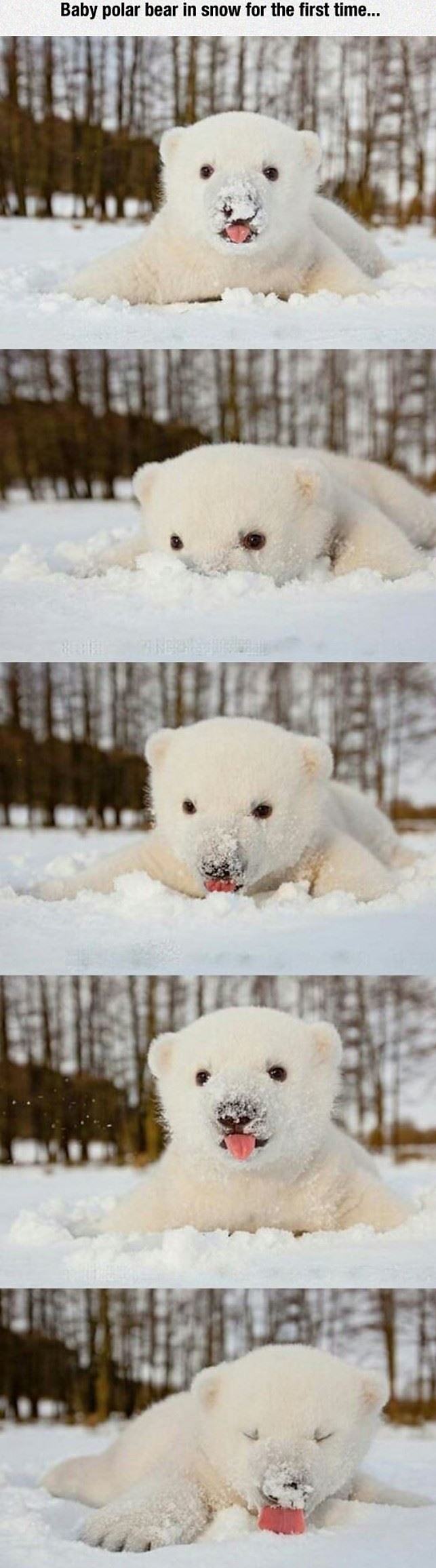 Obrázek Baby Polar Bear In The Snow