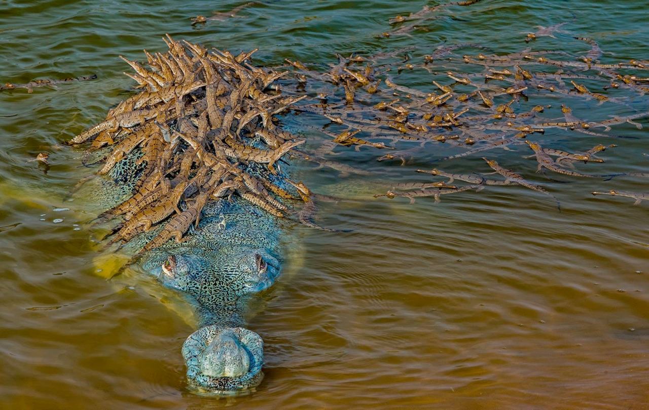 Obrázek Baby crocs going for a ride