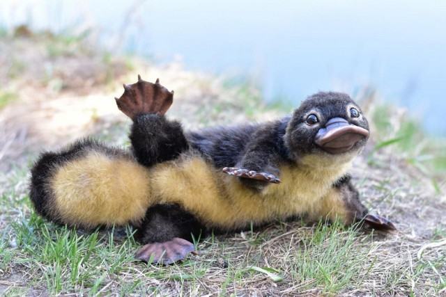 Obrázek Baby platypus