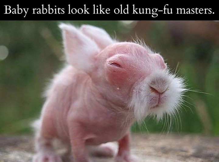 Obrázek Baby rabbits