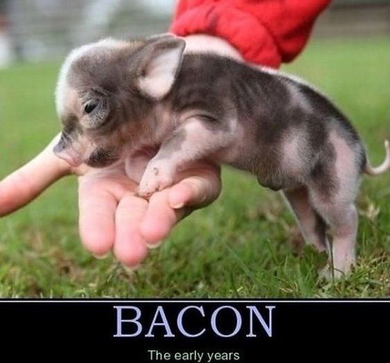 Obrázek Bacon 19-01-2012